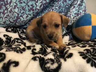 Schweenie Dogs for adoption in Redding, CA, USA