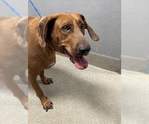 Unknown-Vizsla Mix Dogs for adoption in Las Vegas, NV, USA