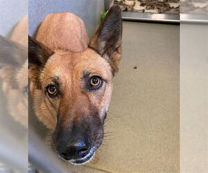 German Shepherd Dog-Unknown Mix Dogs for adoption in Rancho Cucamonga, CA, USA