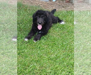 Pyredoodle Dogs for adoption in Eastman, GA, USA