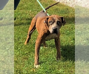 Boxer Dogs for adoption in Hillsdale, IN, USA