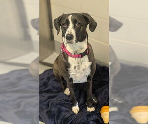 Labrador Retriever Dogs for adoption in Waterford, VA, USA