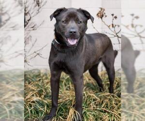 Labrador Retriever Dogs for adoption in Saint Louis, MO, USA