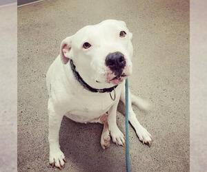 American Pit Bull Terrier-Retriever  Mix Dogs for adoption in Carlsbad, CA, USA