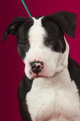 American Pit Bull Terrier Dogs for adoption in Johnson City, TN, USA