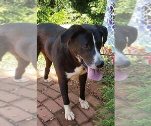 Border Collie-Pointer Mix Dogs for adoption in Greenville, SC, USA