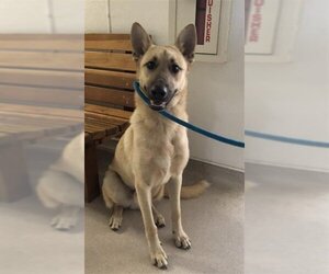 German Shepherd Dog Dogs for adoption in Long Beach, CA, USA