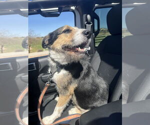 Australian Shepherd-Unknown Mix Dogs for adoption in Chandler, AZ, USA