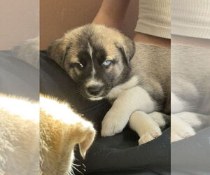 Labrador Retriever-Unknown Mix Dogs for adoption in San Diego, CA, USA