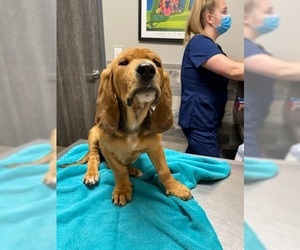 Bloodhound Dogs for adoption in Carrollton, TX, USA