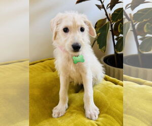 Labrador Retriever Dogs for adoption in Marina Del Rey, CA, USA