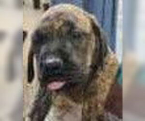 Mutt Dogs for adoption in Royal Palm Beach, FL, USA