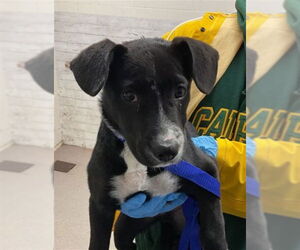 Mutt Dogs for adoption in San Bernardino, CA, USA