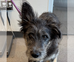 Mutt Dogs for adoption in Vail, AZ, USA