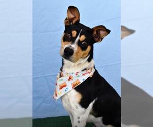 American Pit Bull Terrier Dogs for adoption in Bakersfield, CA, USA
