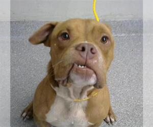 Staffordshire Bull Terrier-Unknown Mix Dogs for adoption in Pasadena, TX, USA