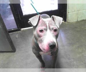 American Pit Bull Terrier-Unknown Mix Dogs for adoption in Tulsa, OK, USA