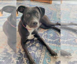 Labrador Retriever-Unknown Mix Dogs for adoption in Royal Palm Beach, FL, USA