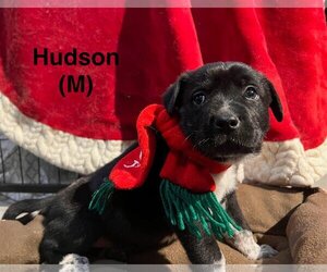Mutt Dogs for adoption in Nazareth, PA, USA