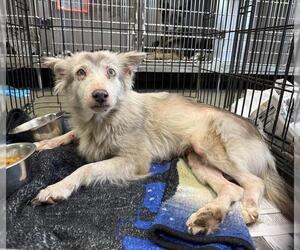 Huskies -Unknown Mix Dogs for adoption in San Antonio, TX, USA