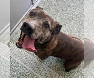 American Pit Bull Terrier-Unknown Mix Dogs for adoption in Salisbury, NC, USA