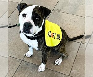 American Bulldog Dogs for adoption in Fort Lauderdale, FL, USA