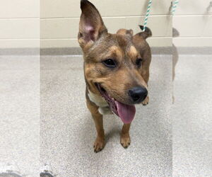 Mutt Dogs for adoption in Virginia Beach, VA, USA