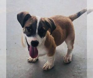 Corgi Basset Dogs for adoption in Pleasanton, TX, USA