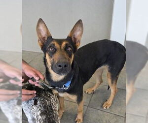 Mutt Dogs for adoption in San Antonio, TX, USA
