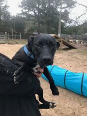 Bull Terrier Dogs for adoption in Freeport, FL, USA