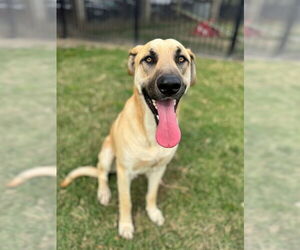 German Shepherd Dog-Unknown Mix Dogs for adoption in Riverside, CA, USA