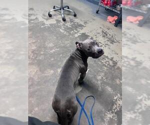 American Staffordshire Terrier-Unknown Mix Dogs for adoption in Tallahassee, FL, USA