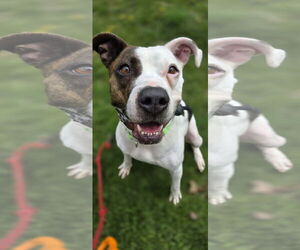 American Pit Bull Terrier-Unknown Mix Dogs for adoption in Rockaway, NJ, USA