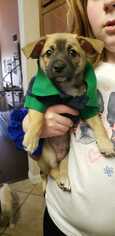 Malchi Dogs for adoption in Alta loma, CA, USA