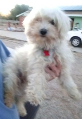 Medium Photo #1 Maltese Puppy For Sale in Colton, CA, USA