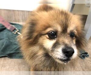 Pomeranian Dogs for adoption in Pasadena, CA, USA