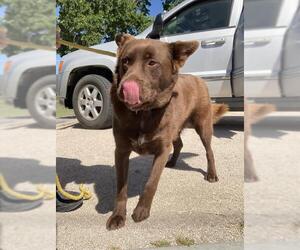 Labrador Retriever Dogs for adoption in Bakersfield, CA, USA