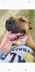 American Staffordshire Terrier-Black Mouth Cur Mix Dogs for adoption in Northville, MI, USA