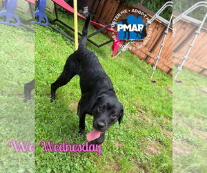 Labrador Retriever-Unknown Mix Dogs for adoption in Binghamton, NY, USA