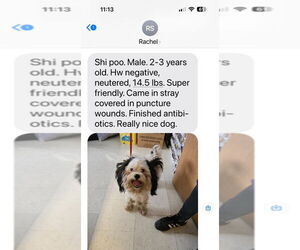 Shih-Poo Dogs for adoption in New Orleans, LA, USA