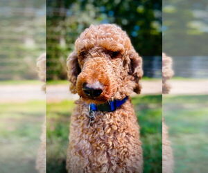 Poodle (Standard)-Unknown Mix Dogs for adoption in Pacolet, SC, USA