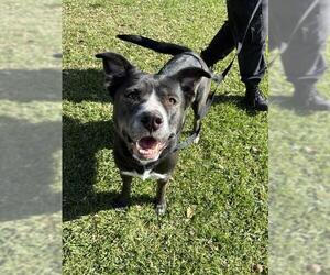 Labrador Retriever Dogs for adoption in Riverside, CA, USA