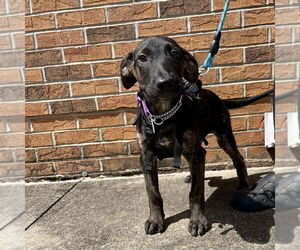 Mutt Dogs for adoption in Candler, NC, USA