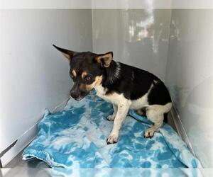Chihuahua Dogs for adoption in Modesto, CA, USA