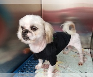 Shih Tzu Dogs for adoption in Frisco, CO, USA
