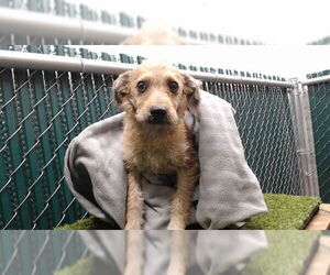 Mutt Dogs for adoption in Downey, CA, USA