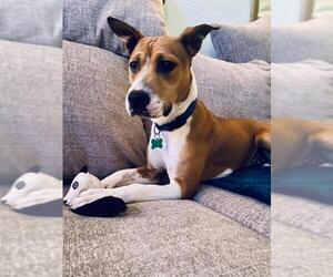 Boxador Dogs for adoption in Bellevue, WA, USA