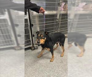Shepweiller Dogs for adoption in Houston, TX, USA