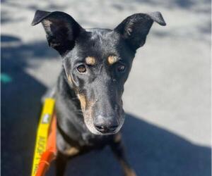 Doberman Pinscher-Unknown Mix Dogs for adoption in Martinez, CA, USA