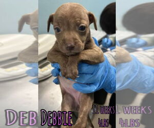 Mutt Dogs for adoption in Woodbury, NY, USA